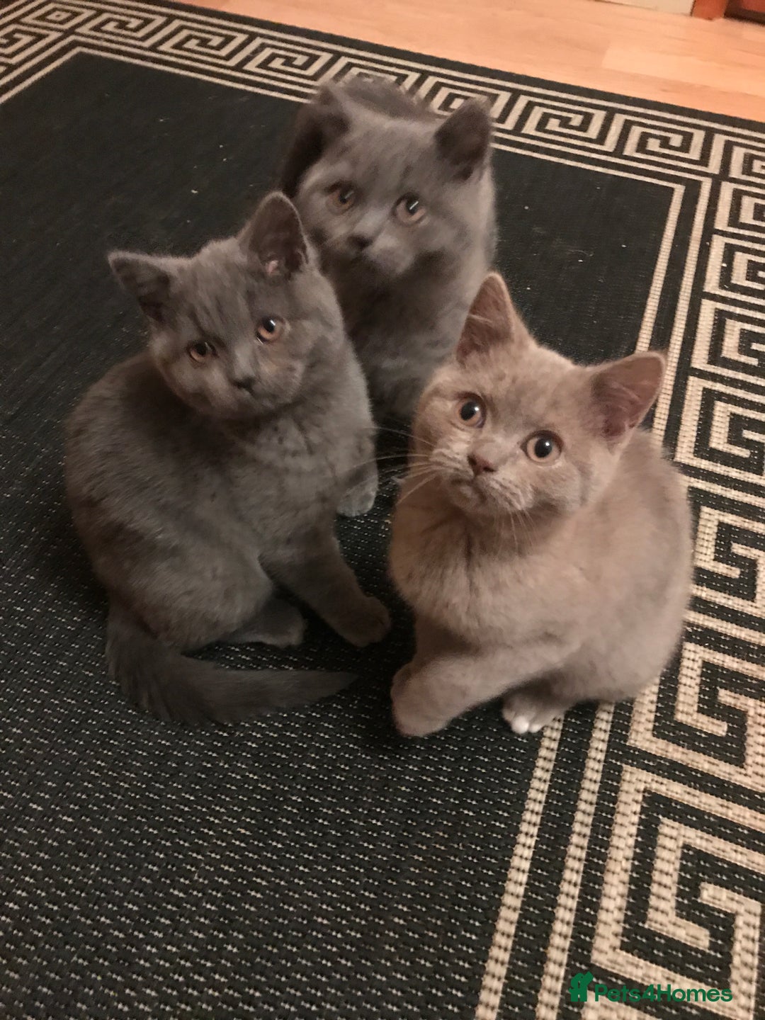 British Shorthair cats for sale: British Shorthair  - Image 6