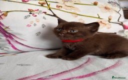 British Shorthair cats for sale: Beautiful British Shorthair Kittens 💝 - Image 12