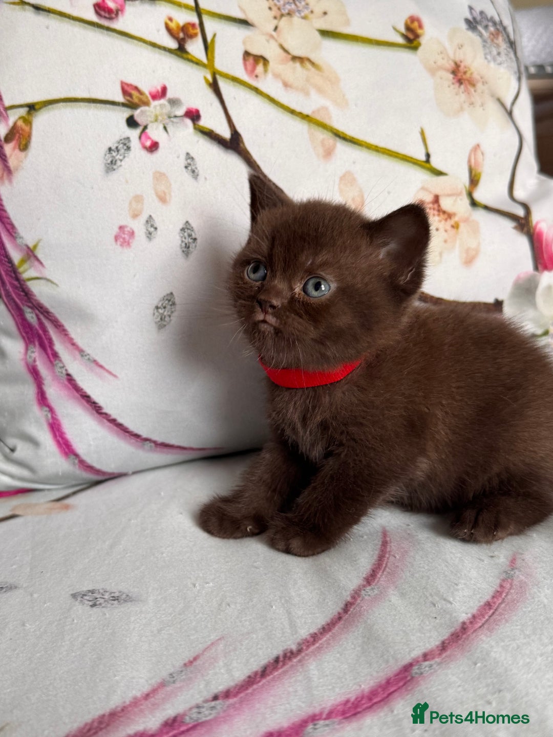 British Shorthair cats for sale: Beautiful British Shorthair Kittens 💝 - Image 12