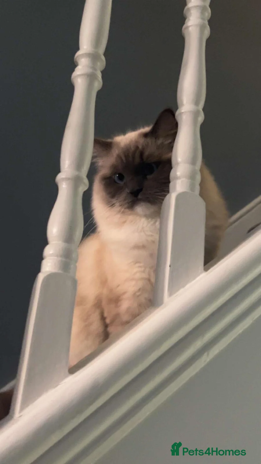 Ragdoll cats for sale: Beautiful Blue Bicolour Ragdoll  - Advert 4