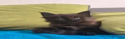 Maine Coon cats for sale: Maine coon kittens - Advert 5