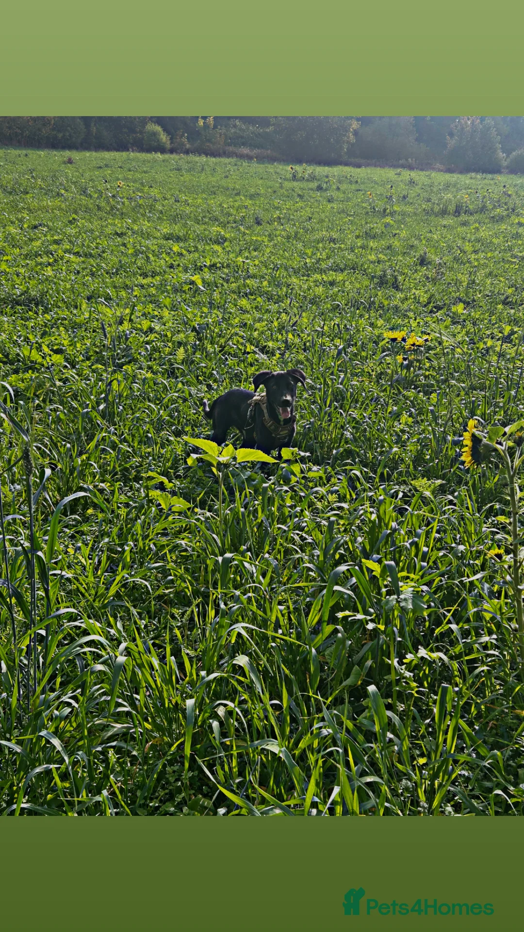 Mixed Breed dogs for sale: Maverick (Mav) - Advert 3