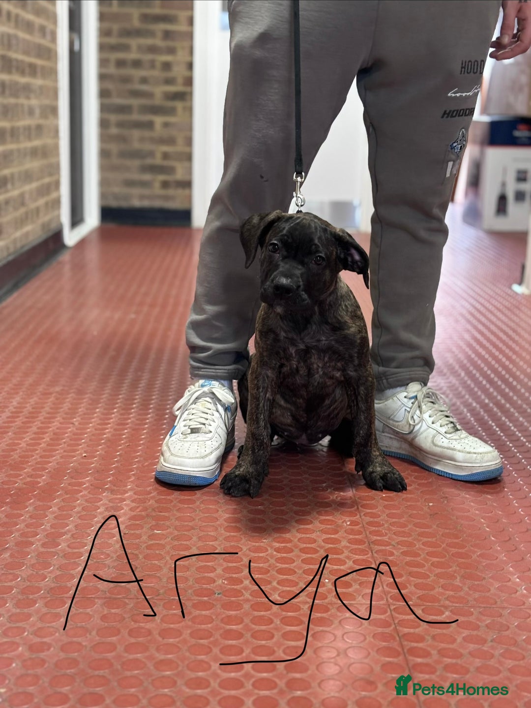 Presa Canario dogs for sale: Presa Canario Puppies  - Advert 6