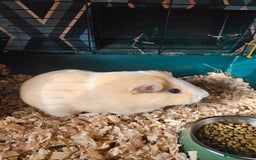 Guinea Pig rodents for sale: 4 friendly male boars looking for a new home - Image 2