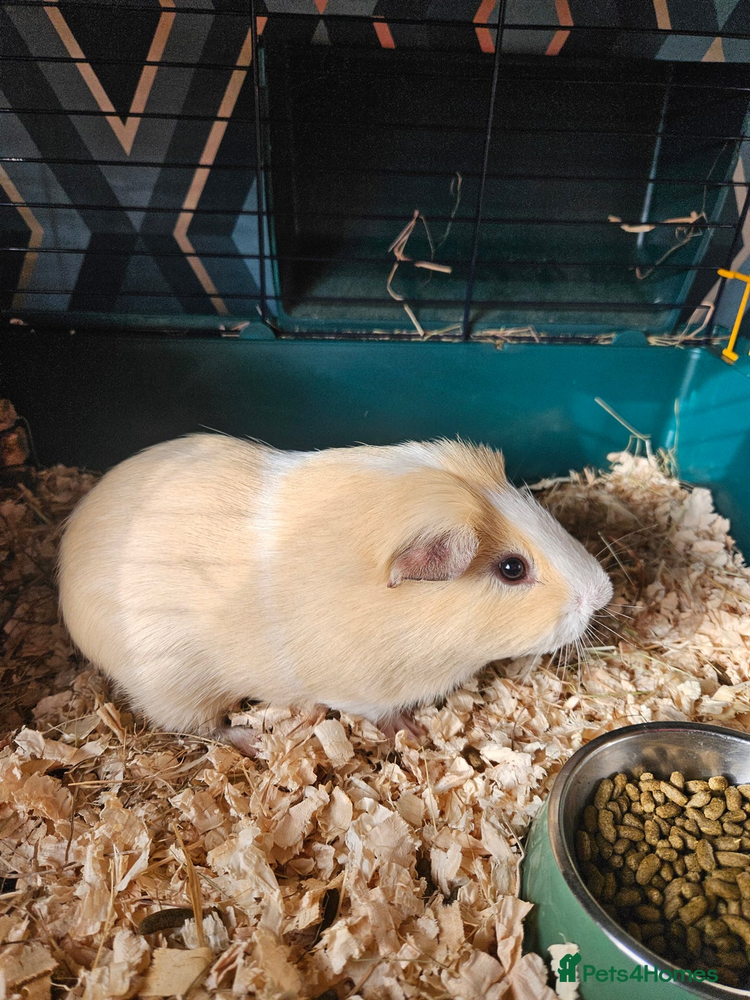 Guinea Pig rodents for sale: 4 friendly male boars looking for a new home - Image 2