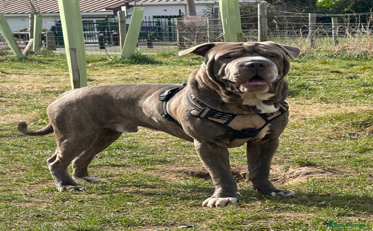 Shar Pei dogs - Advert 9