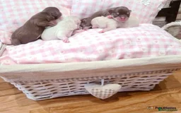 Chihuahua dogs for stud: **Well Proven Stud**- Stunning Lilac Smooth Coat  in Morecambe - Image 3