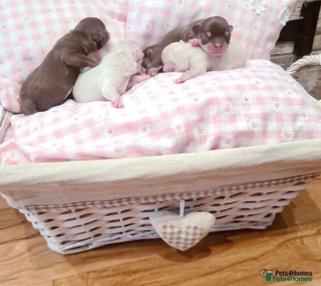 Chihuahua dogs for stud: **Well Proven Stud**- Stunning Lilac Smooth Coat  in Morecambe - Advert 3