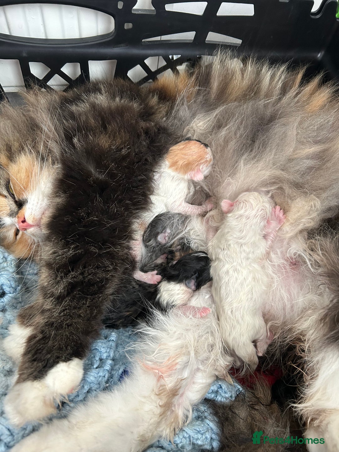 Ragdoll cats for sale: Ragdoll X Persian kittens - Image 20