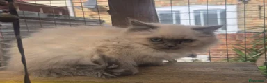 Ragdoll Kitten 4