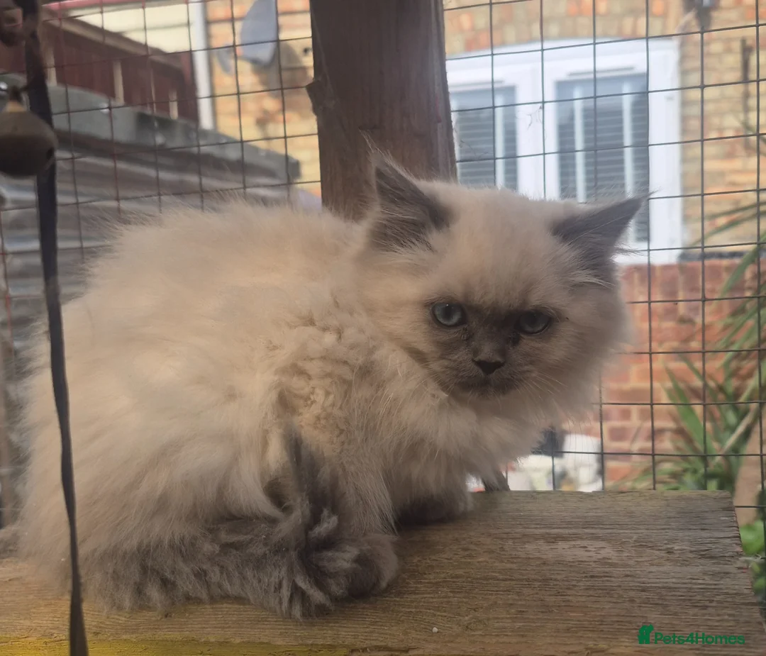 Ragdoll cats for sale: 4 absolutely stunning kitchens in Chatham - Advert 6