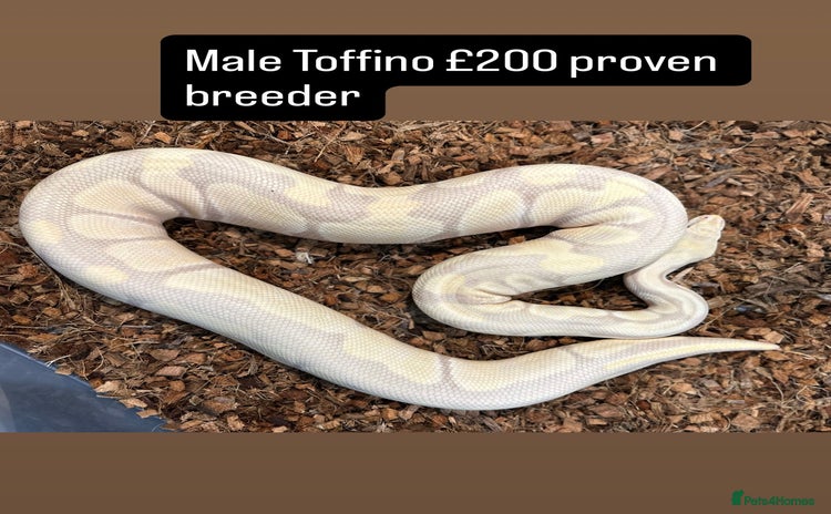 Python Snake reptiles - Advert 4