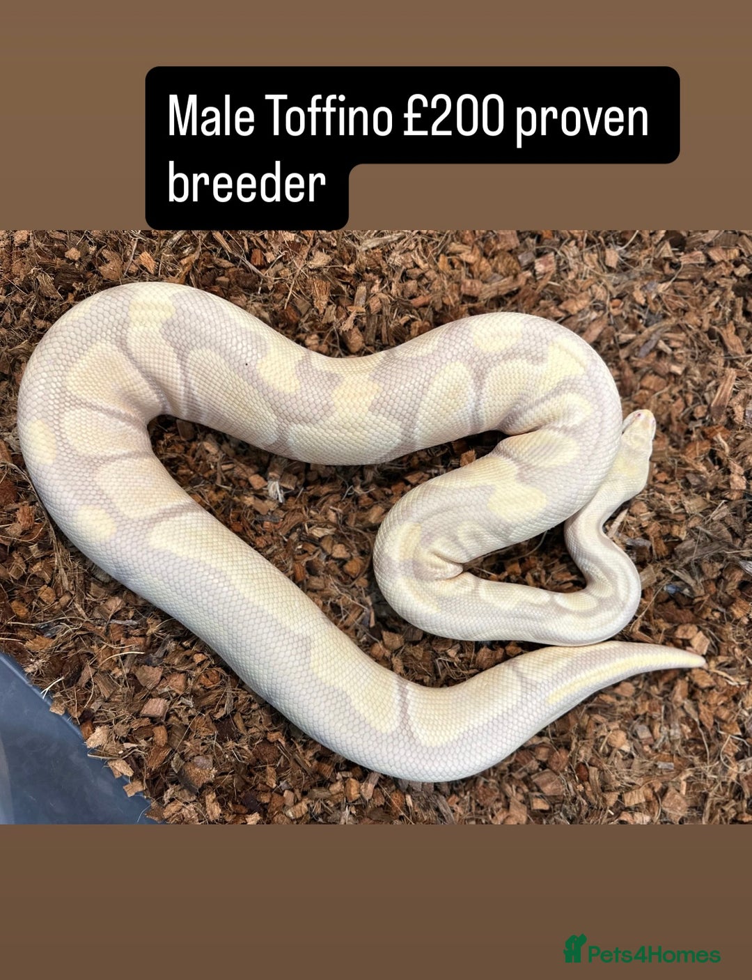 Python Snake reptiles for sale: Royal pythons for sale - Image 1