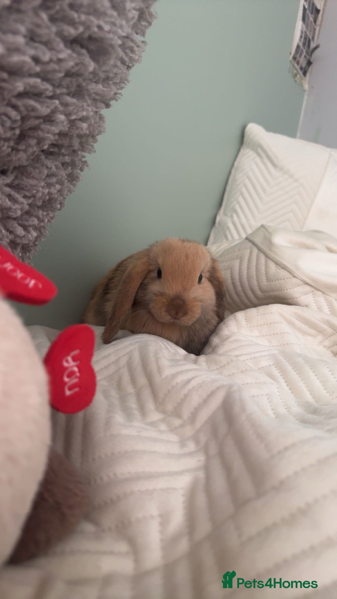 Mini Lop rabbits 2 male mini lop bunnys and enclosure  - Advert 3