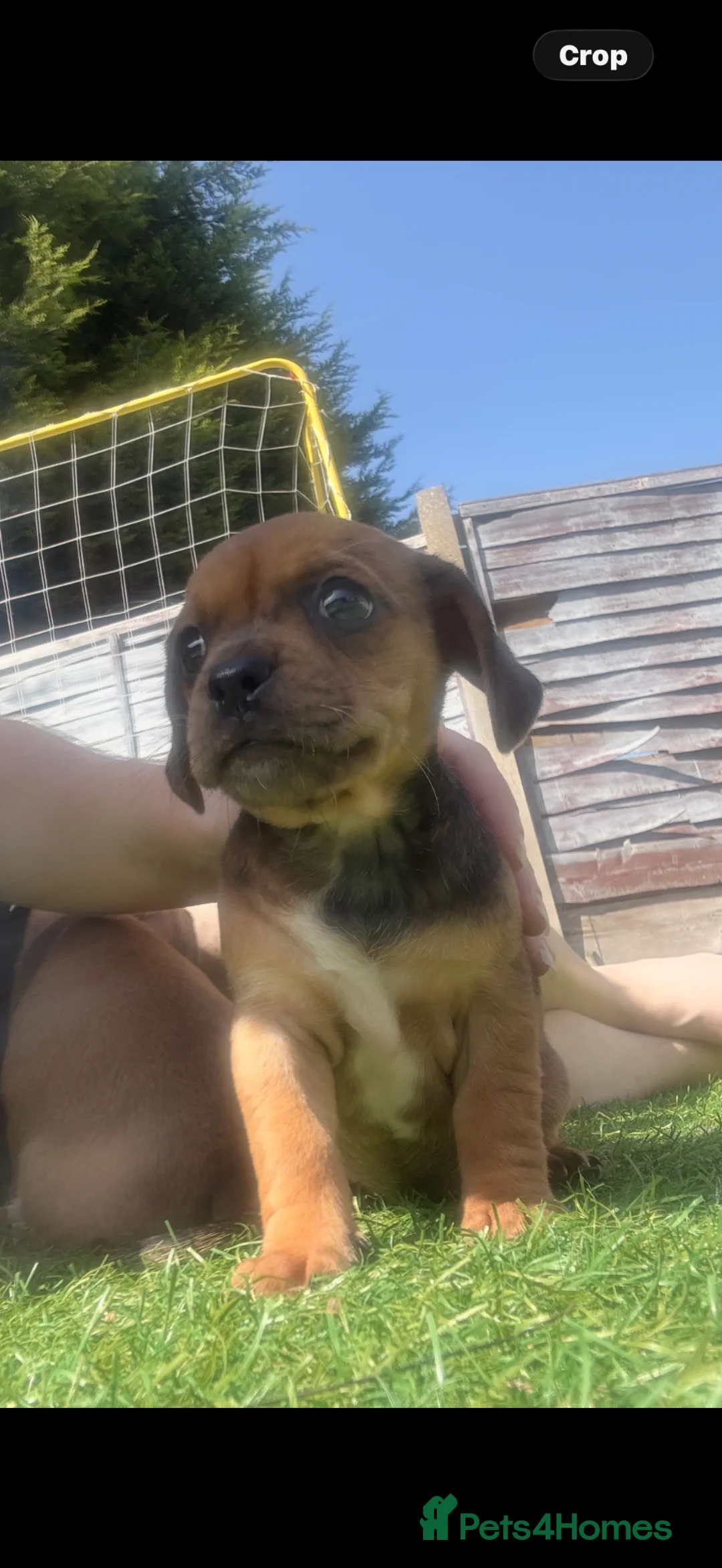 Mixed Breed dogs for sale: Mixed litter  - Advert 1