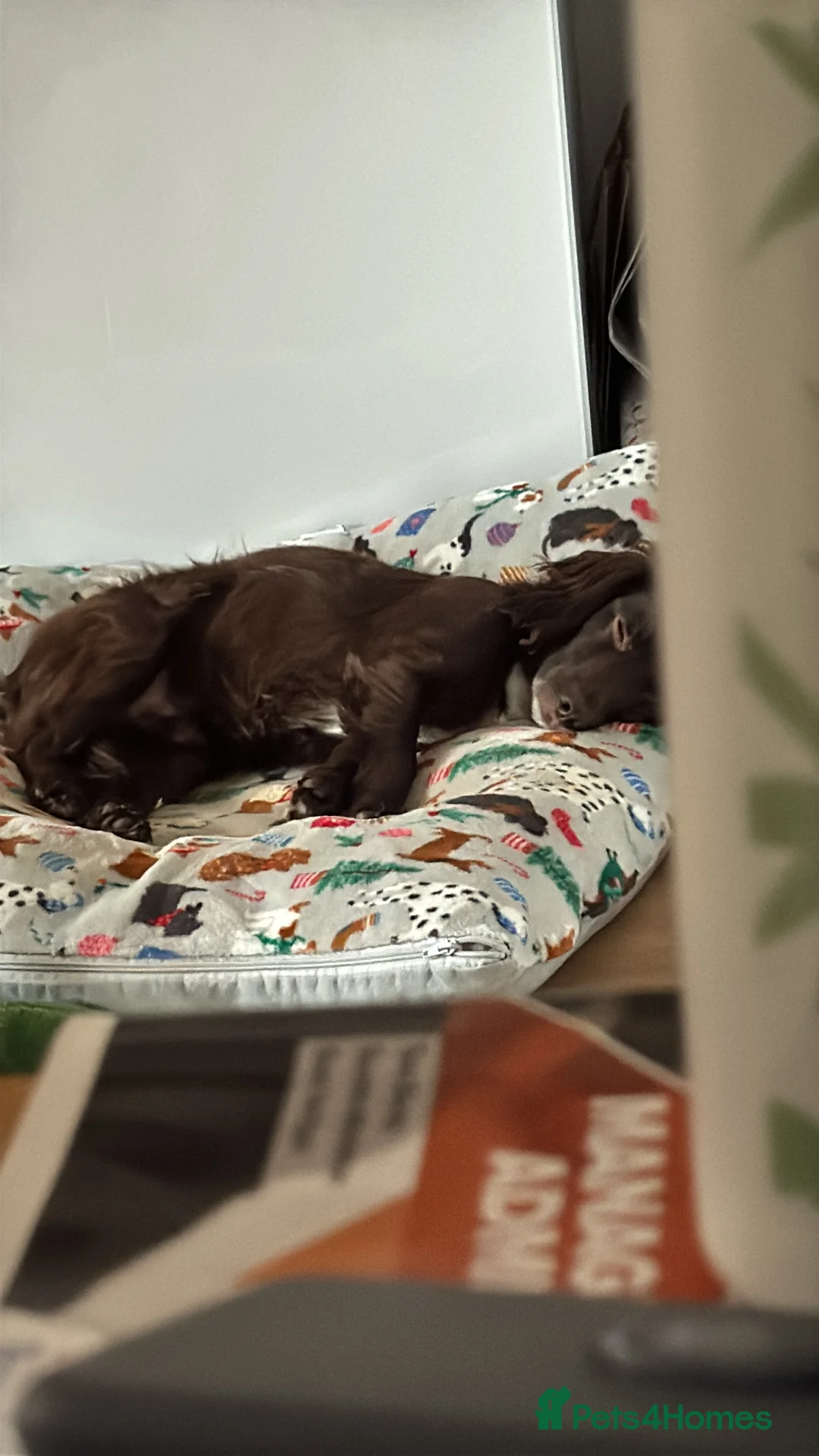 Cocker Spaniel dogs for sale: Woody - cocker spaniel boy  - Advert 6