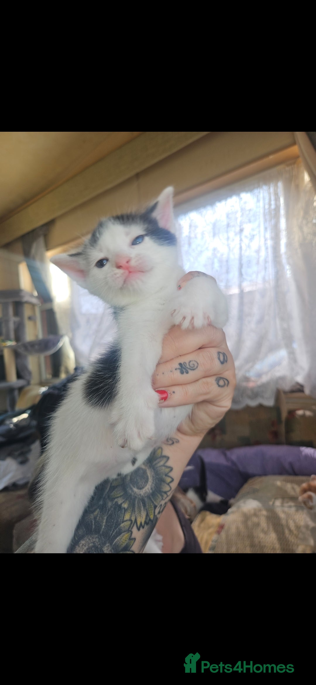 Mixed Breed cats for sale: kittens for sale  - Image 5