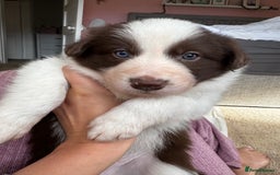 Border Collie dogs for sale: Red & White Tri border collie puppies  - Image 10