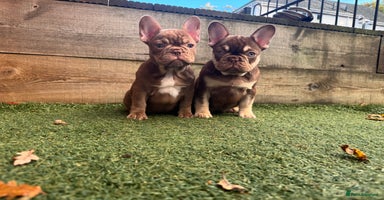 French Bulldog dogs - Advert 7