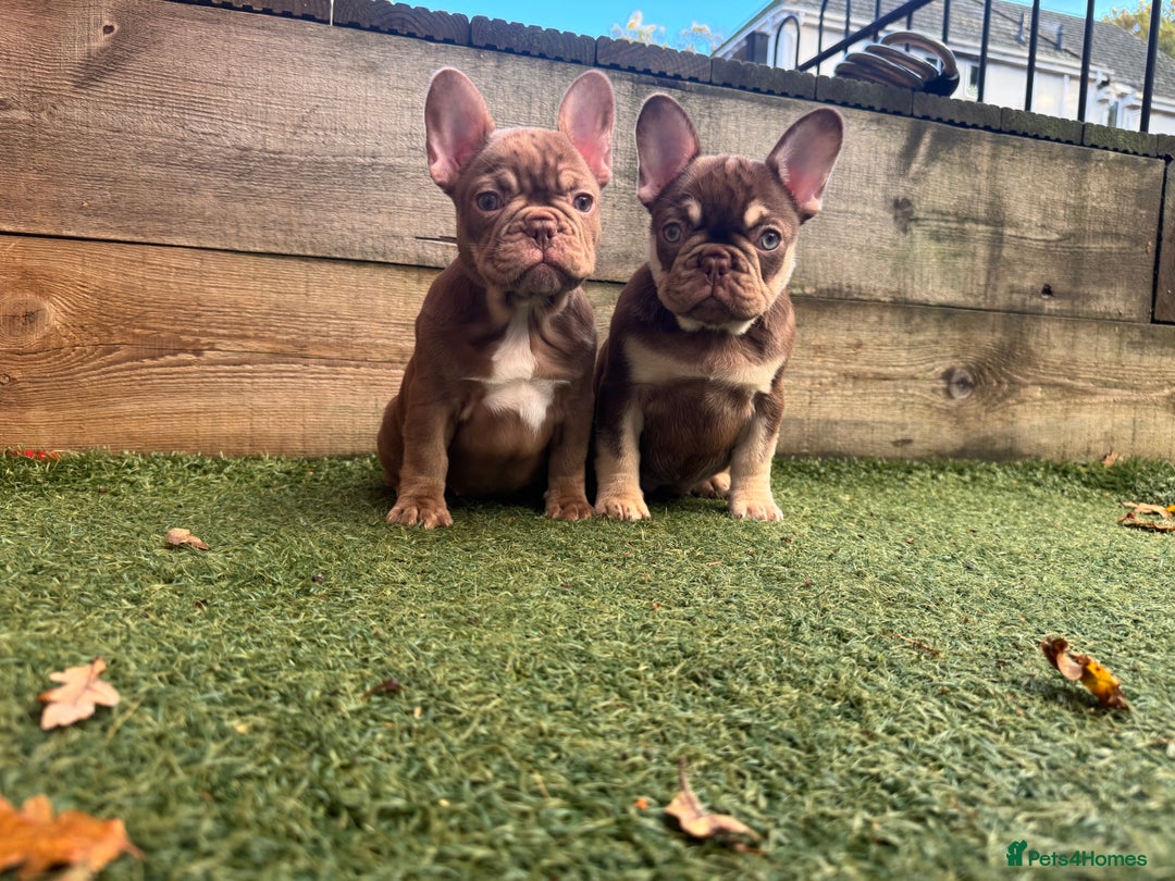 French Bulldog dogs for sale: 1 female available  READY TO LEAVE,   - Image 3