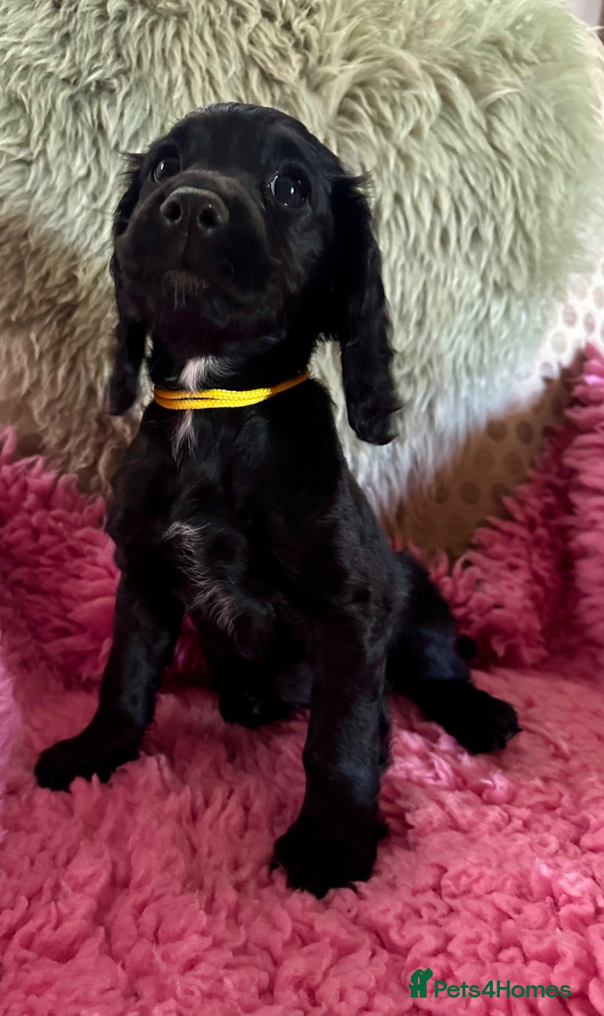 Cocker Spaniel dogs Working cocker spaniel’s - Advert 2