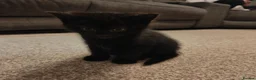 Domestic Shorthair cats for sale: KITTENS FOR SALE. READY AT 8 WEEKS - Advert 5