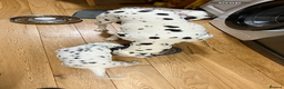 Dalmatian dogs for sale: Dalmațian puppies dogs for sale  - Advert 23