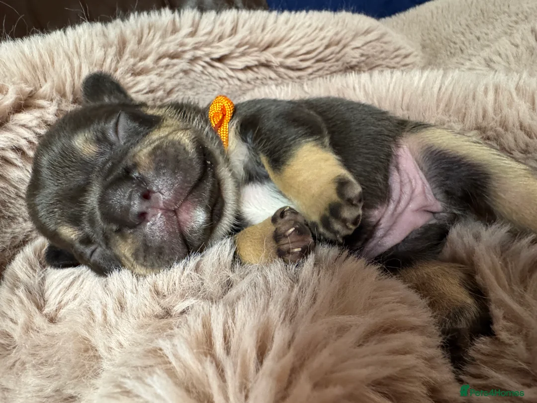 French Bulldog dogs for sale: French Bulldog puppies  - Advert 41