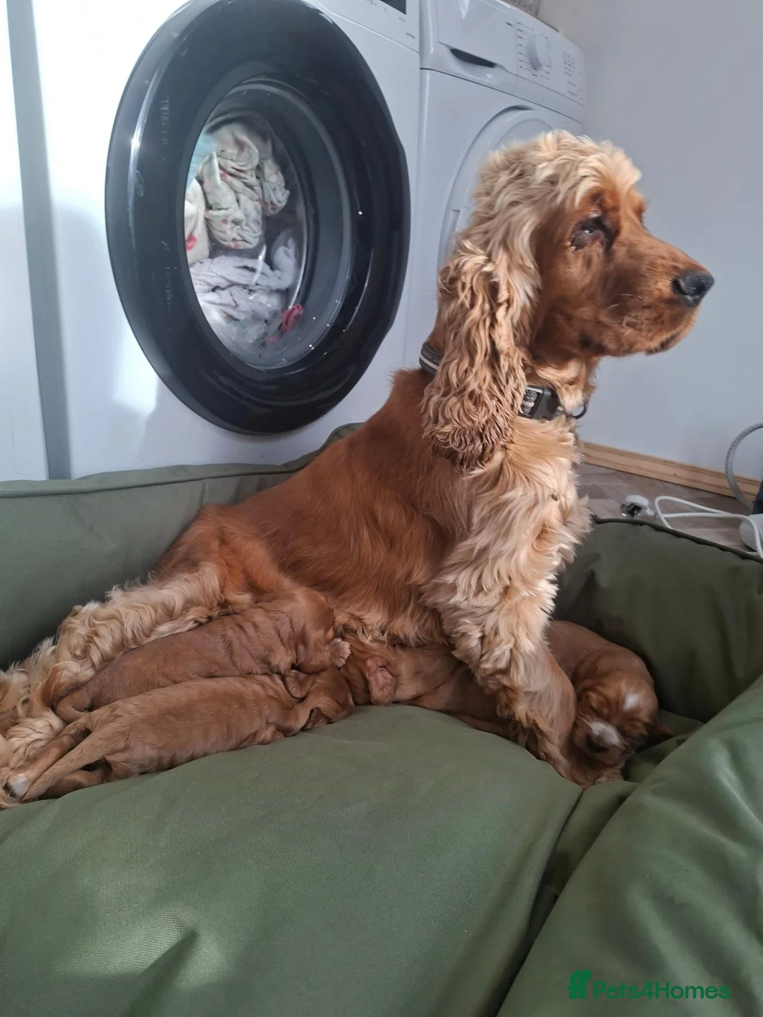 Cocker Spaniel dogs for sale: 07760175997 in Lichfield - Advert 2