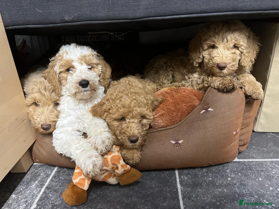 Mixed Breed dogs for sale: Exceptional Australian labradoodle /Double Doodles - Advert 19