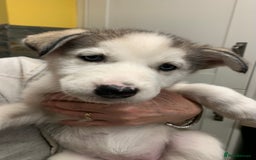 Utonagan dogs for sale: Husky x malamute  - Image 26