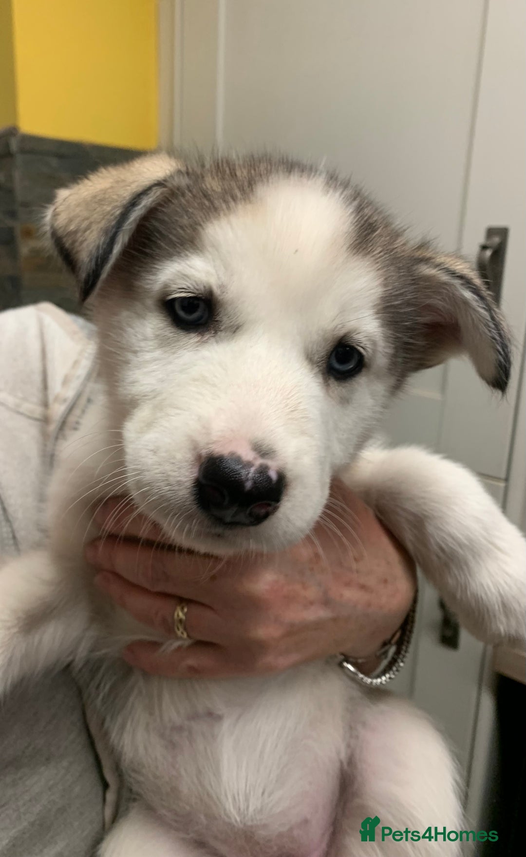 Utonagan dogs for sale: Husky x malamute  - Image 26