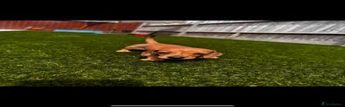 Miniature Dachshund 2