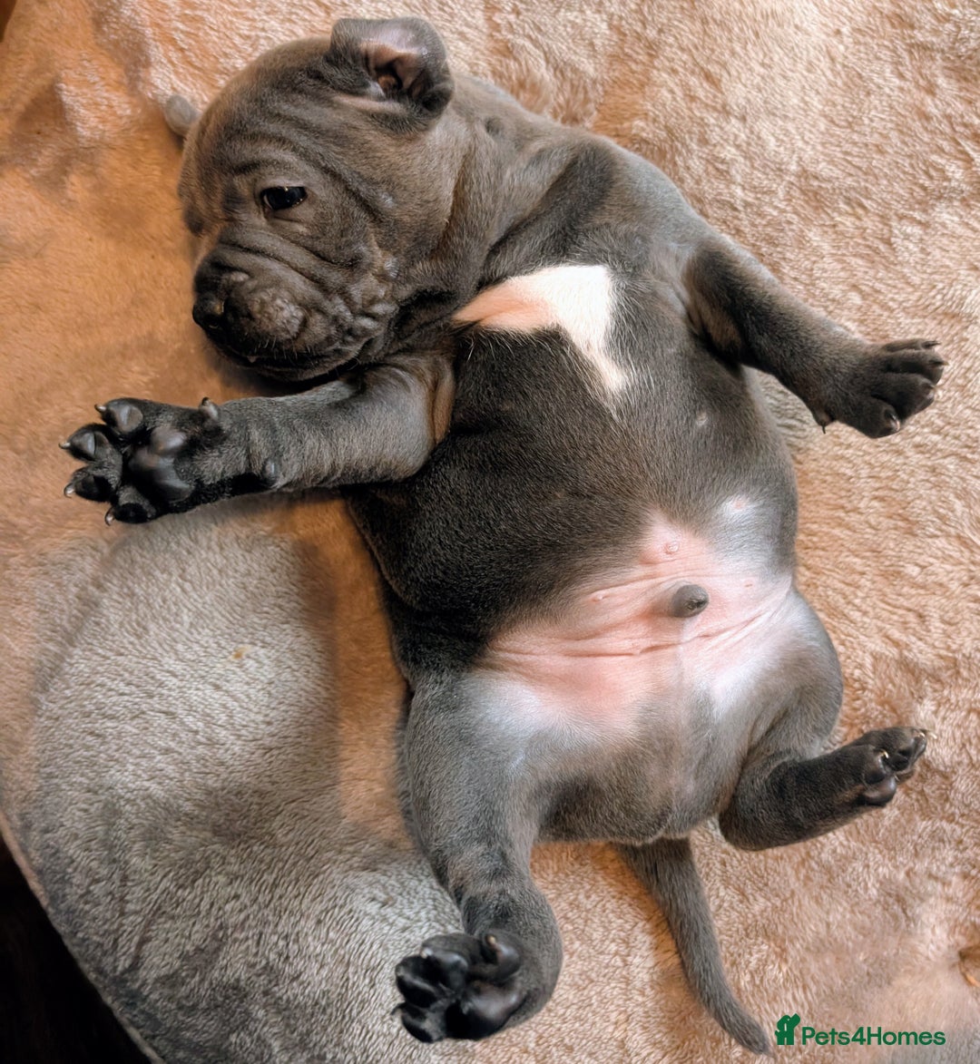 Staffordshire Bull Terrier dogs for sale: Blue Staffordshire bull terrier puppies  - Advert 7