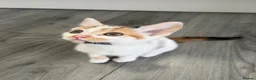 Mixed Breed cats for sale: 5 lovely kittens for sale  - Advert 26