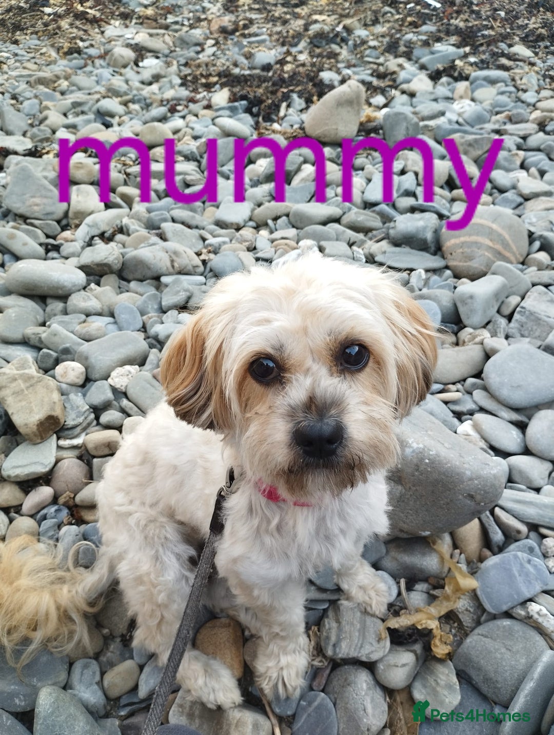 Cavapoo dogs for sale: Toy Cavapoo puppies - Image 25