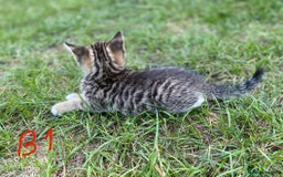 European cats for sale: 5 Adorable Male Kittens Looking for Loving Home - Image 3