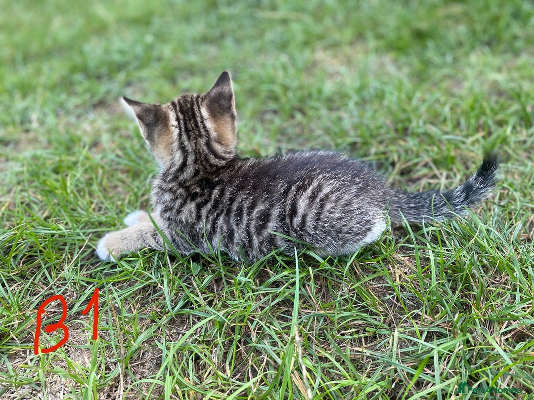 European cats for sale: 5 Adorable Male Kittens Looking for Loving Home - Image 3