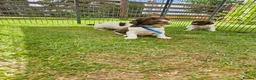 English Springer Spaniel dogs for sale: KC registered liver and white Springer spaniels in Kidderminster - Advert 6