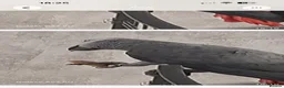 Parrots birds for sale: African grey parrot  in Brierley Hill - Advert 6