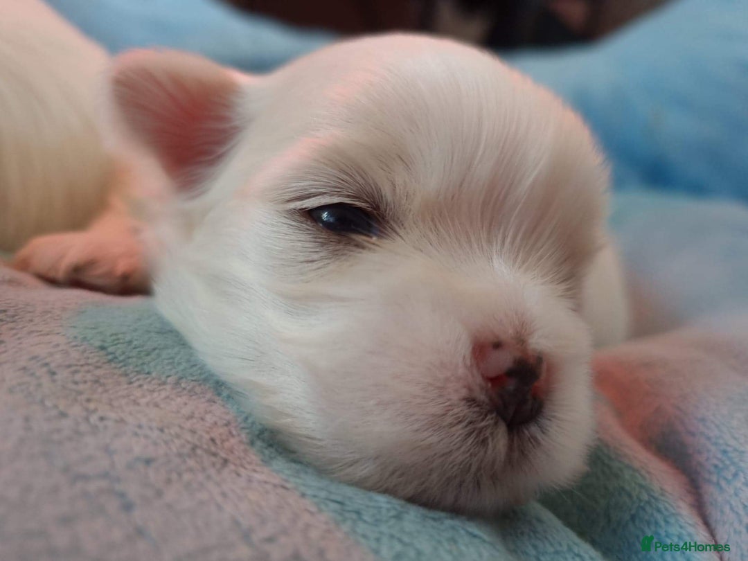 Maltese dogs for sale:  KC Registred Maltese puppies  - Advert 17