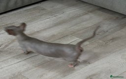 Sphynx cats for sale: Bambino blue girl  - Image 14