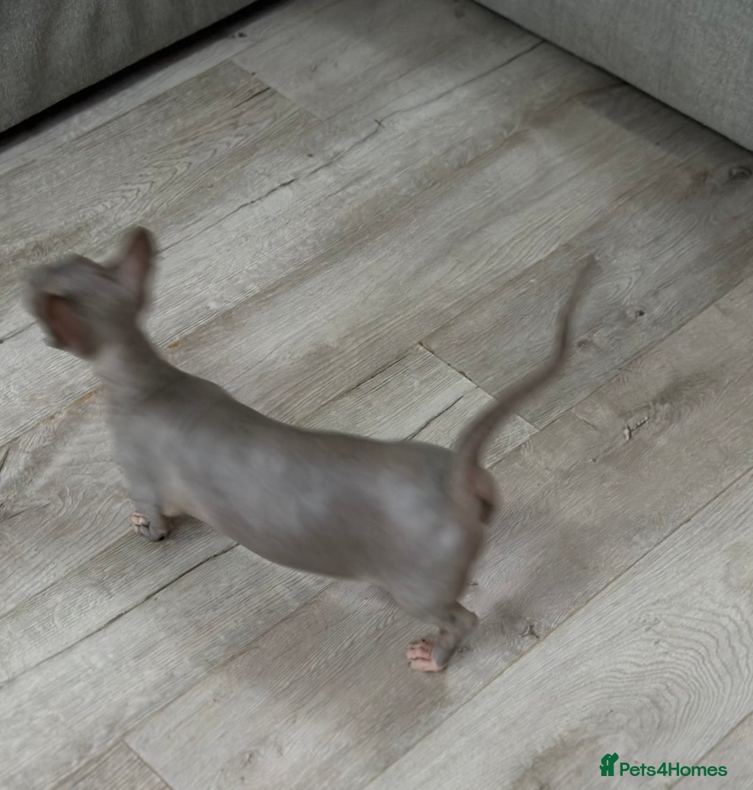 Sphynx cats for sale: Bambino blue girl  - Image 14