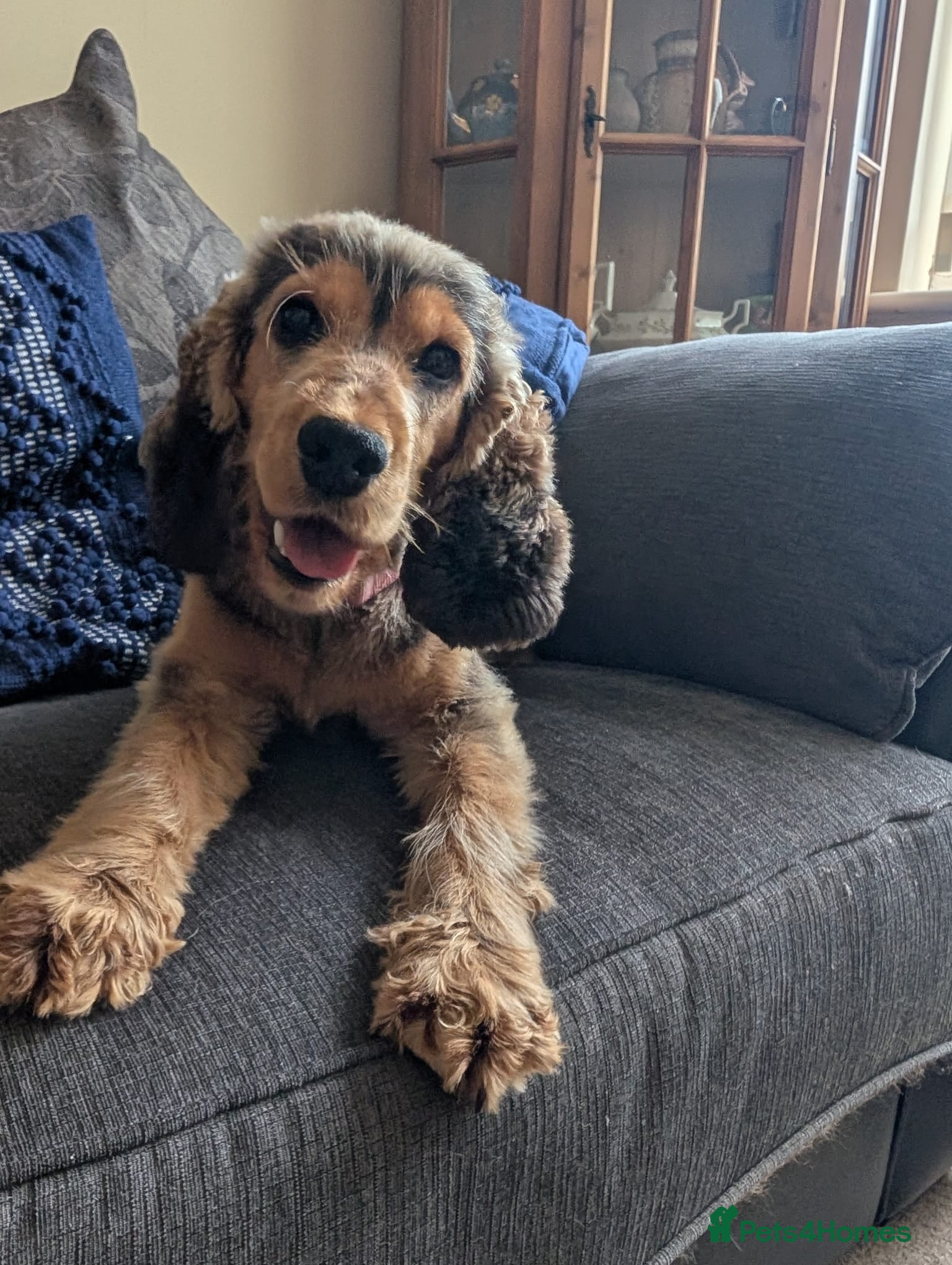 Cocker Spaniel dogs Beautiful pedigree cocker spaniel bitch in Stockton-on-Tees - Advert 18