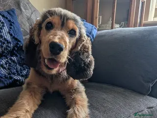 Cocker Spaniel dogs Beautiful pedigree cocker spaniel bitch in Stockton-on-Tees - Advert 18