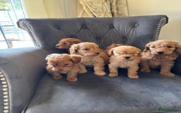 Labradoodle dogs for sale: LICENSED BREEDER Health tested mini labradoodles - Image 5