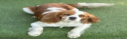Cavapoo dogs for sale: F1b Cavapoo puppies! - Advert 15