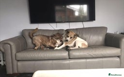 Mixed Breed dogs for adoption: Polly 9 yrs young  - Image 2
