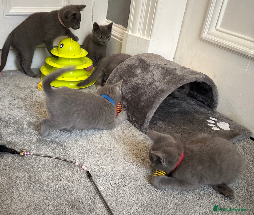 Russian Blue cats for sale: Russian Blue Kittens  - Image 24