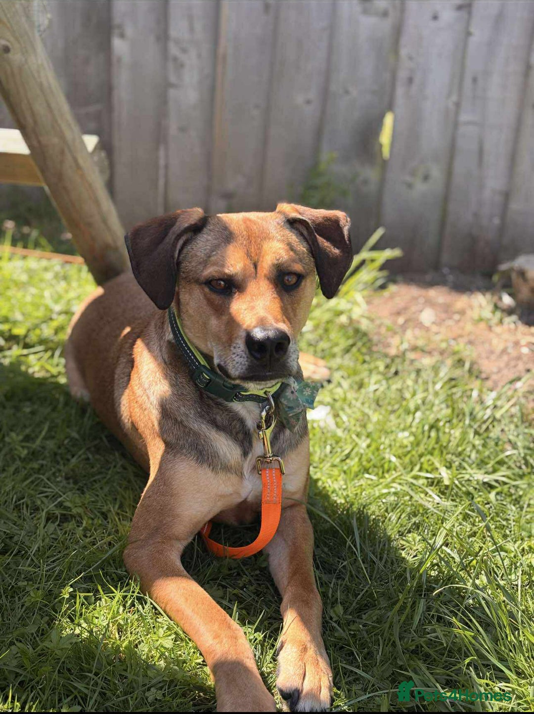 Mixed Breed dogs for adoption: Meet Milo: A Sensitive, Playful Companion - Image 8